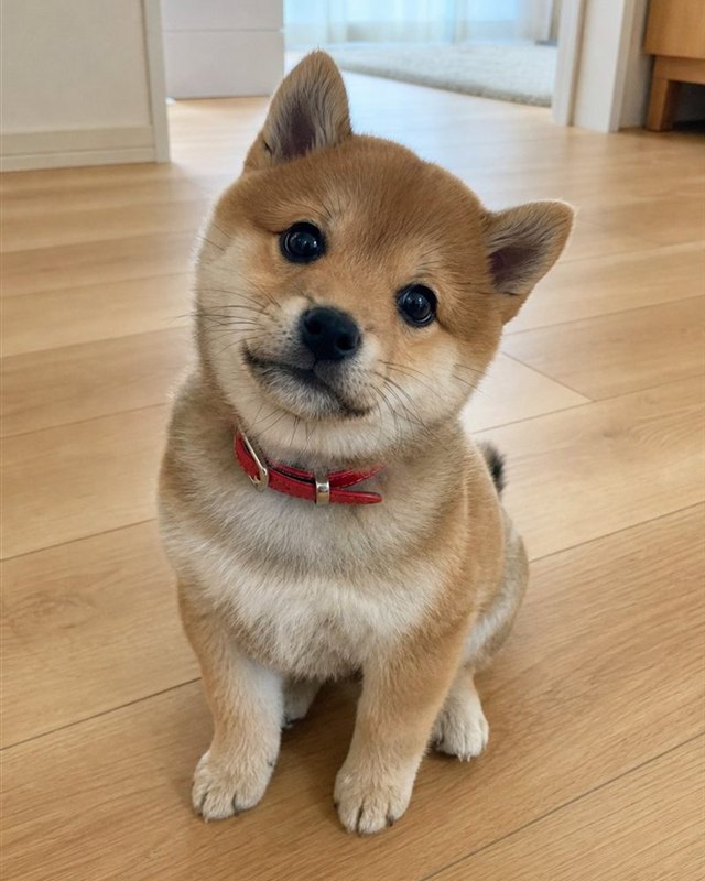 愛犬の写真